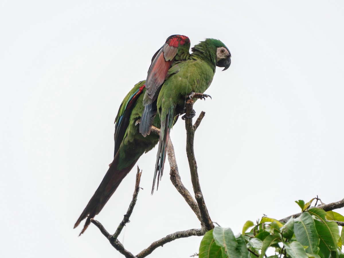 Chestnut-fronted Macaw - ML643119205