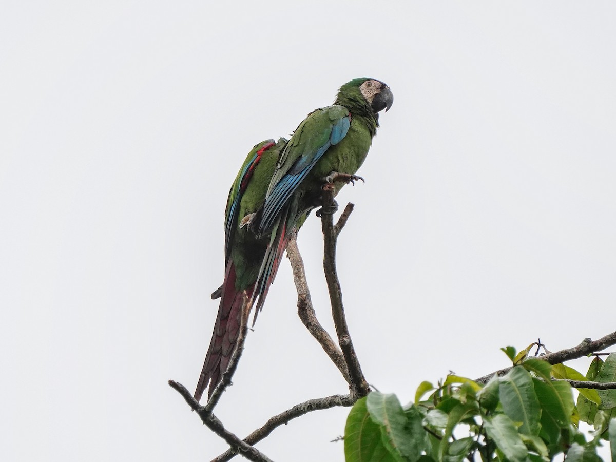 Chestnut-fronted Macaw - ML643119206