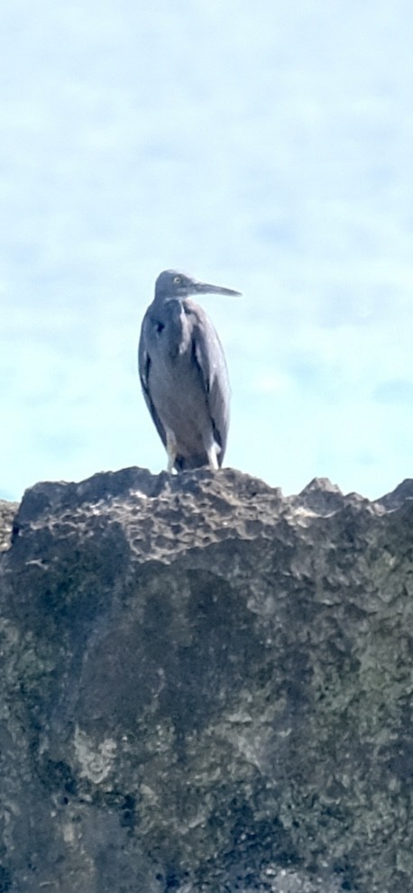 Pacific Reef-Heron - ML643119222