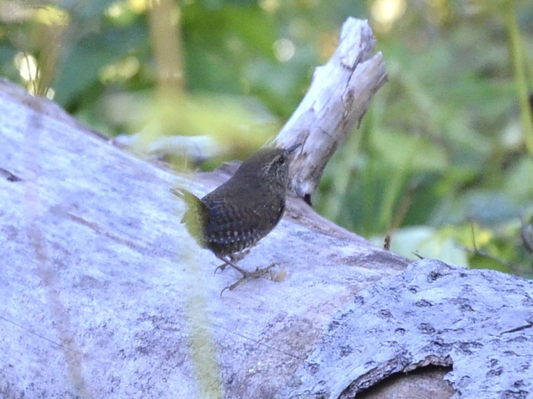 Pacific Wren - ML643119239