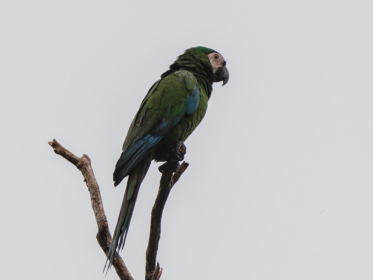 Chestnut-fronted Macaw - ML643119241
