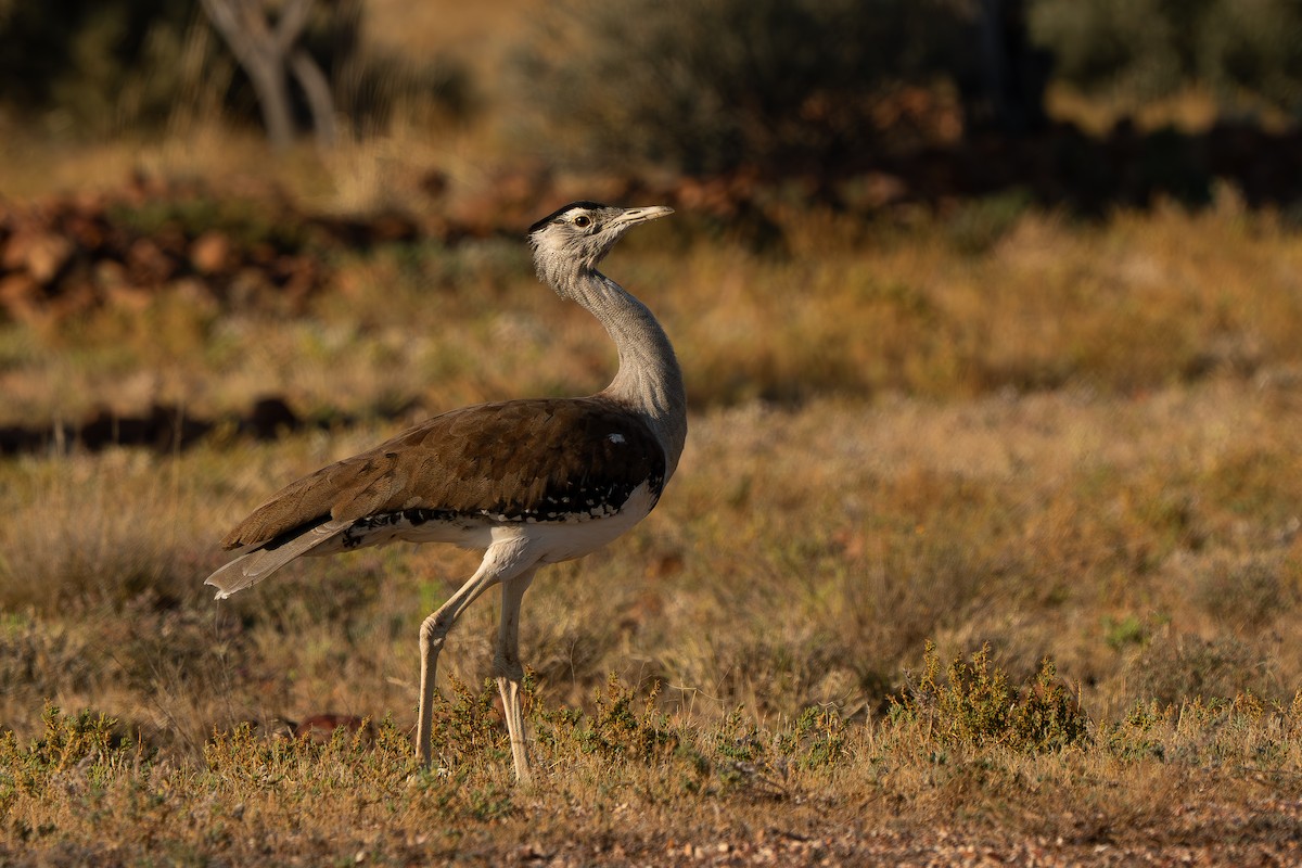 Australian Bustard - ML643119258