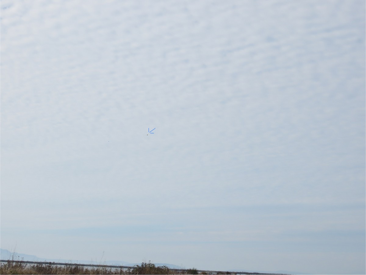 Lapland Longspur - ML643119307