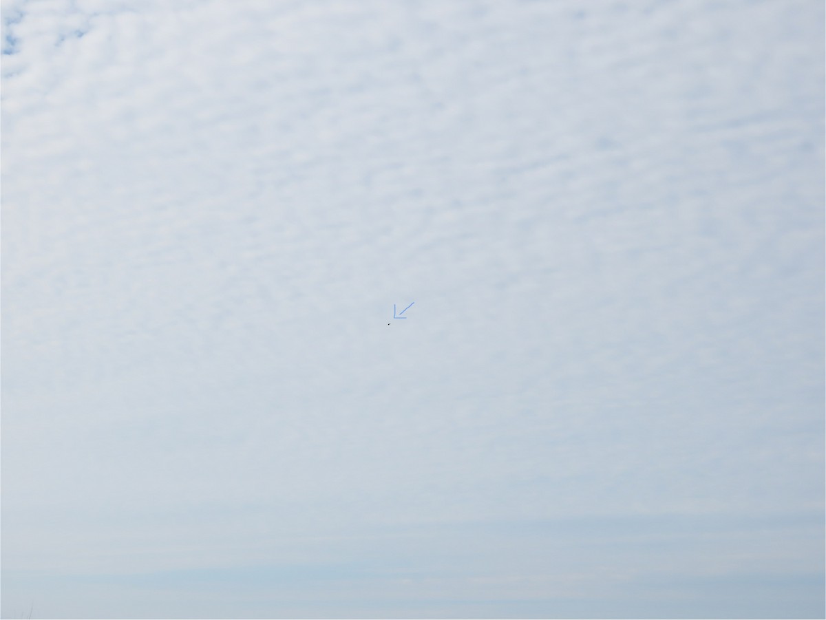 Lapland Longspur - ML643119308