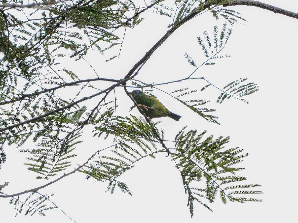 Blue Dacnis - ML643119320