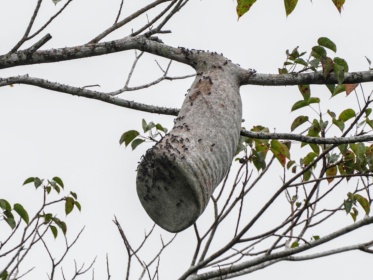 Animals - ML643119339