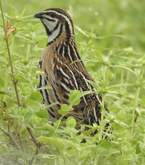 Rain Quail - ML643119343
