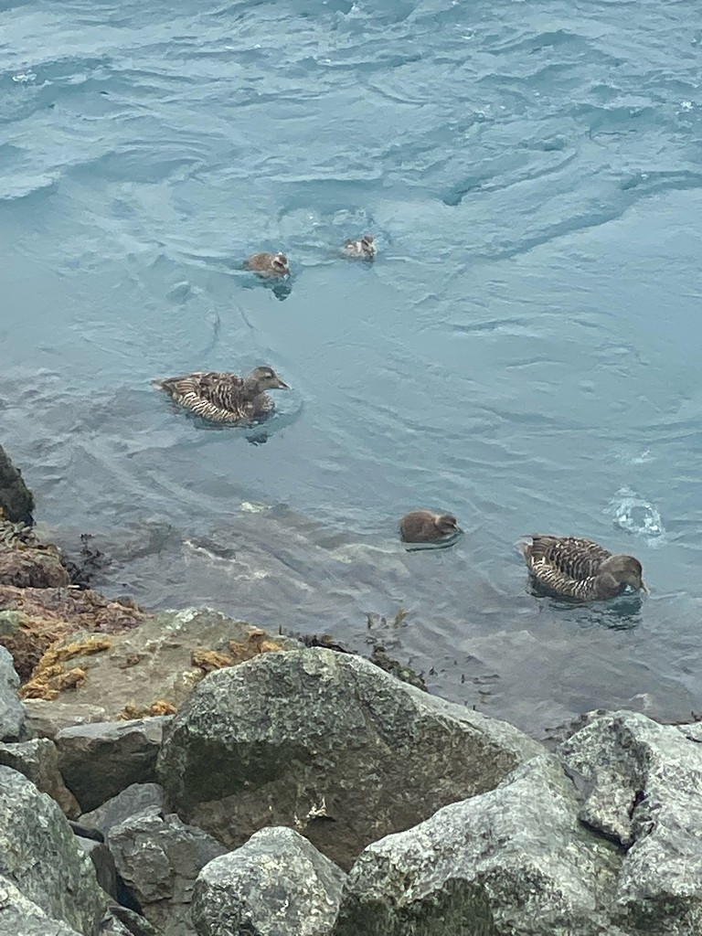 Common Eider - ML643119344