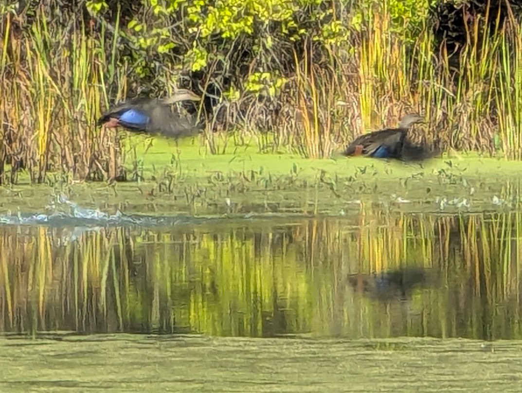 American Black Duck - ML643119347