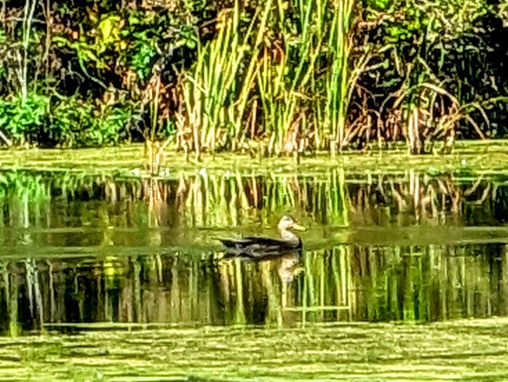 American Black Duck - ML643119350