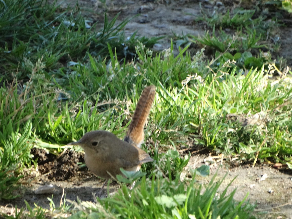 Southern House Wren - ML643119358