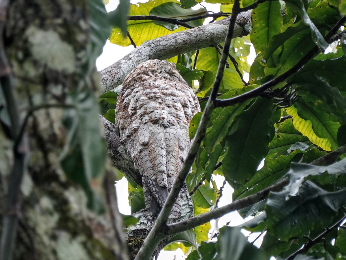 Great Potoo - ML643119361