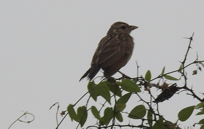 Indian Bushlark - ML643119375