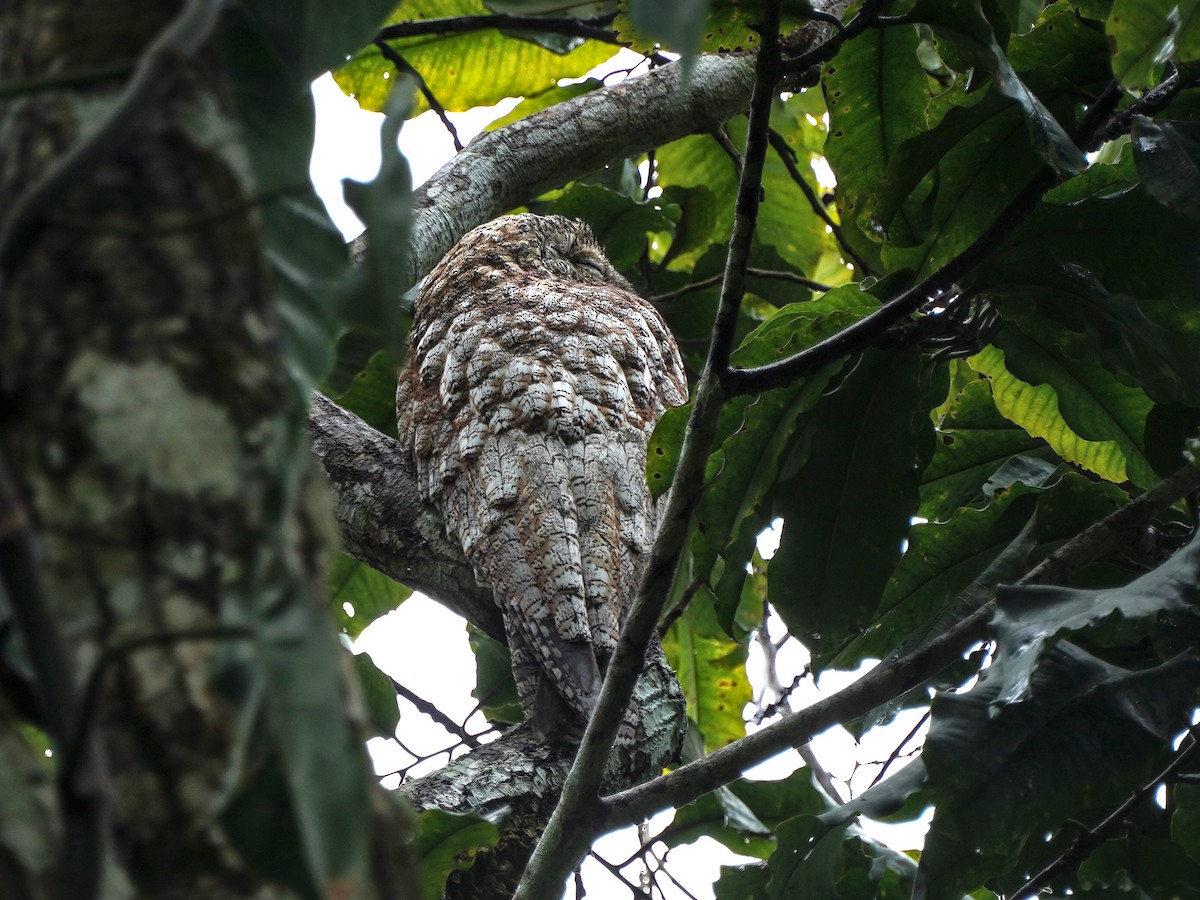 Great Potoo - ML643119376