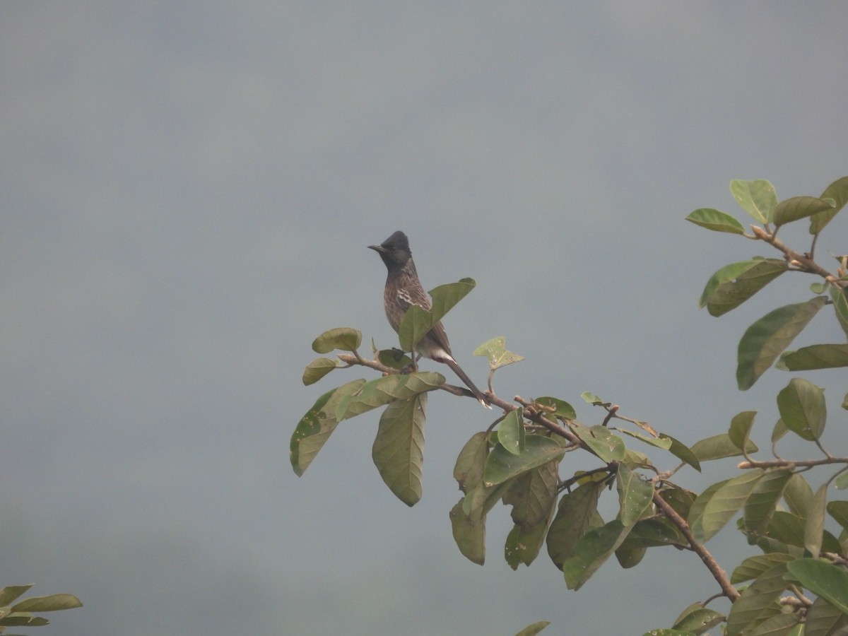 Red-vented Bulbul - ML643119378