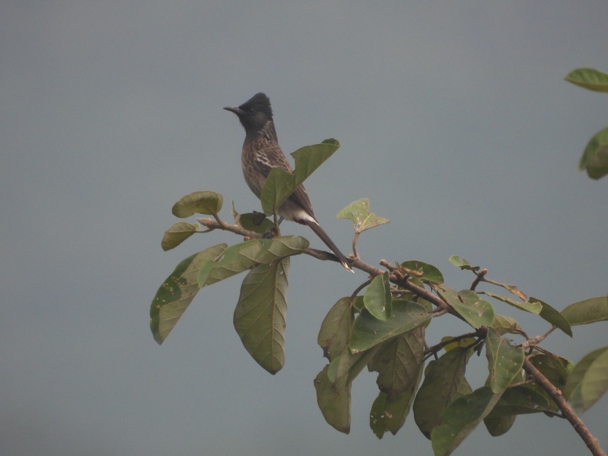 Red-vented Bulbul - ML643119379