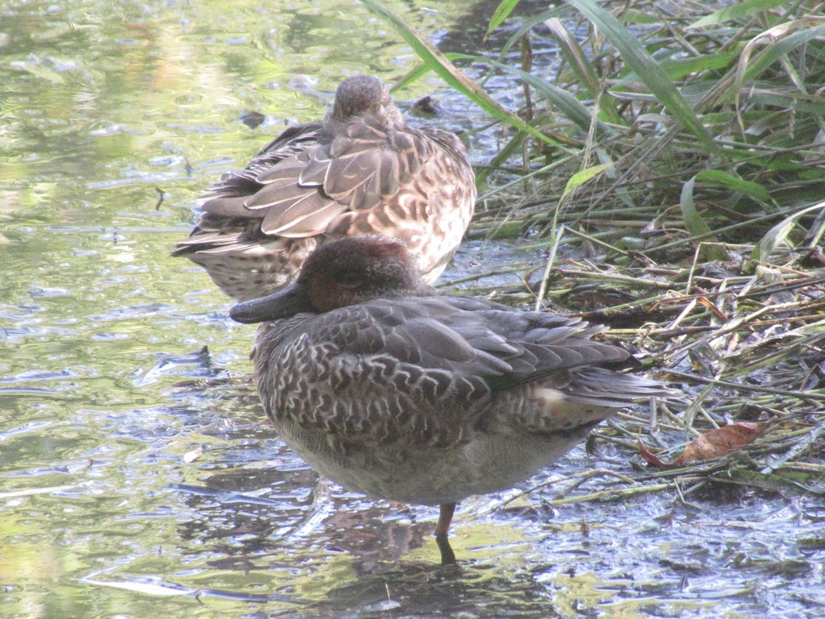 Green-winged Teal - ML643119382