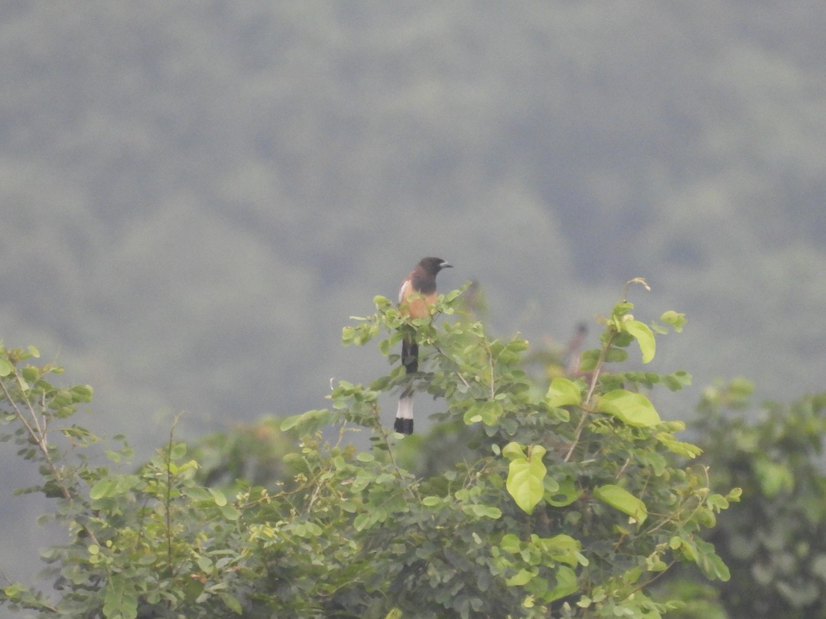 Rufous Treepie - ML643119383