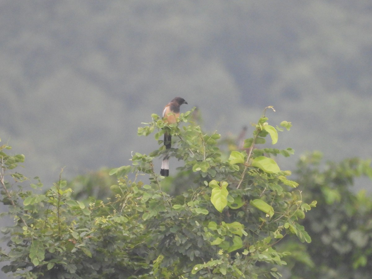 Rufous Treepie - ML643119384