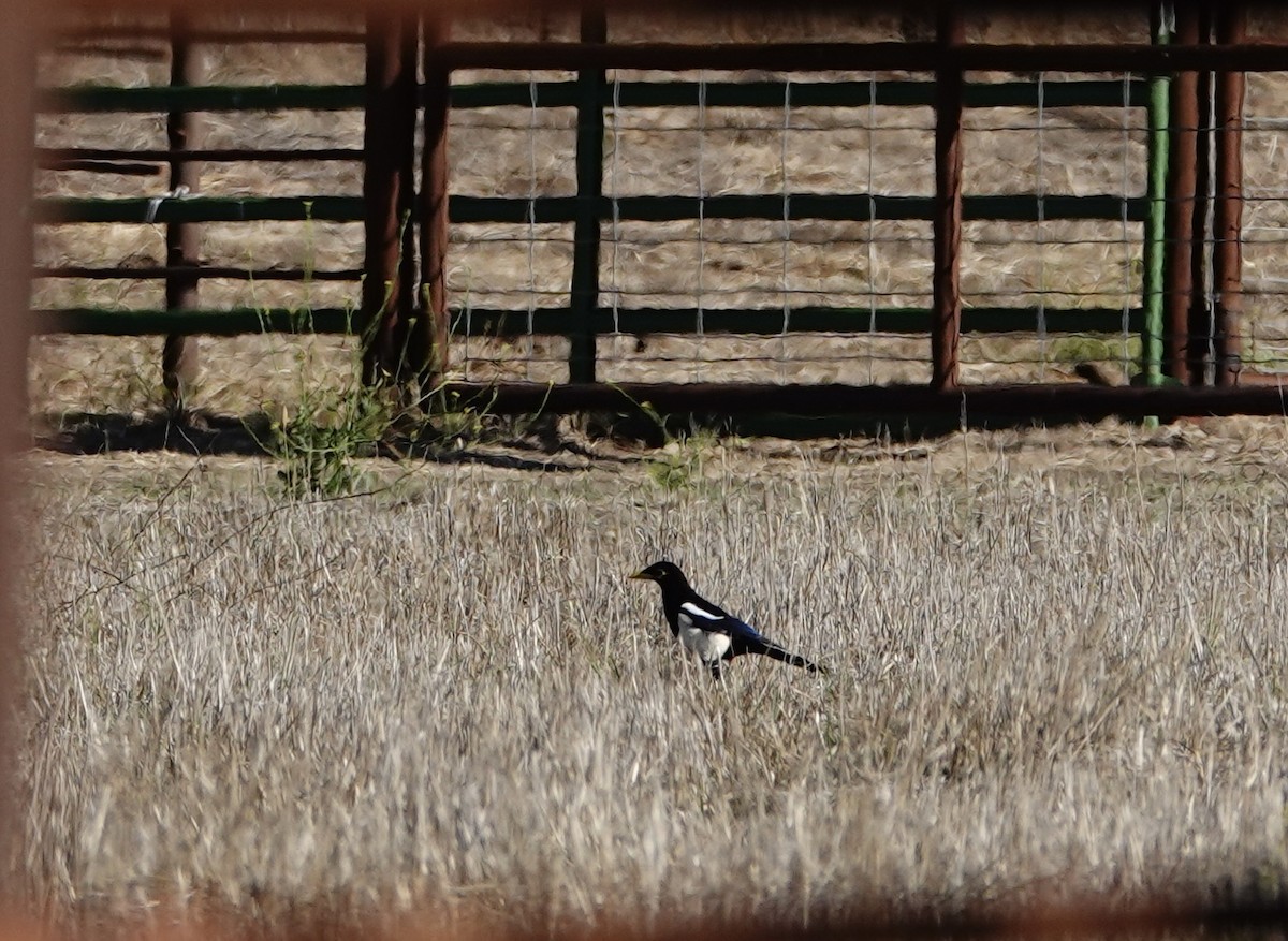 Yellow-billed Magpie - ML643119401
