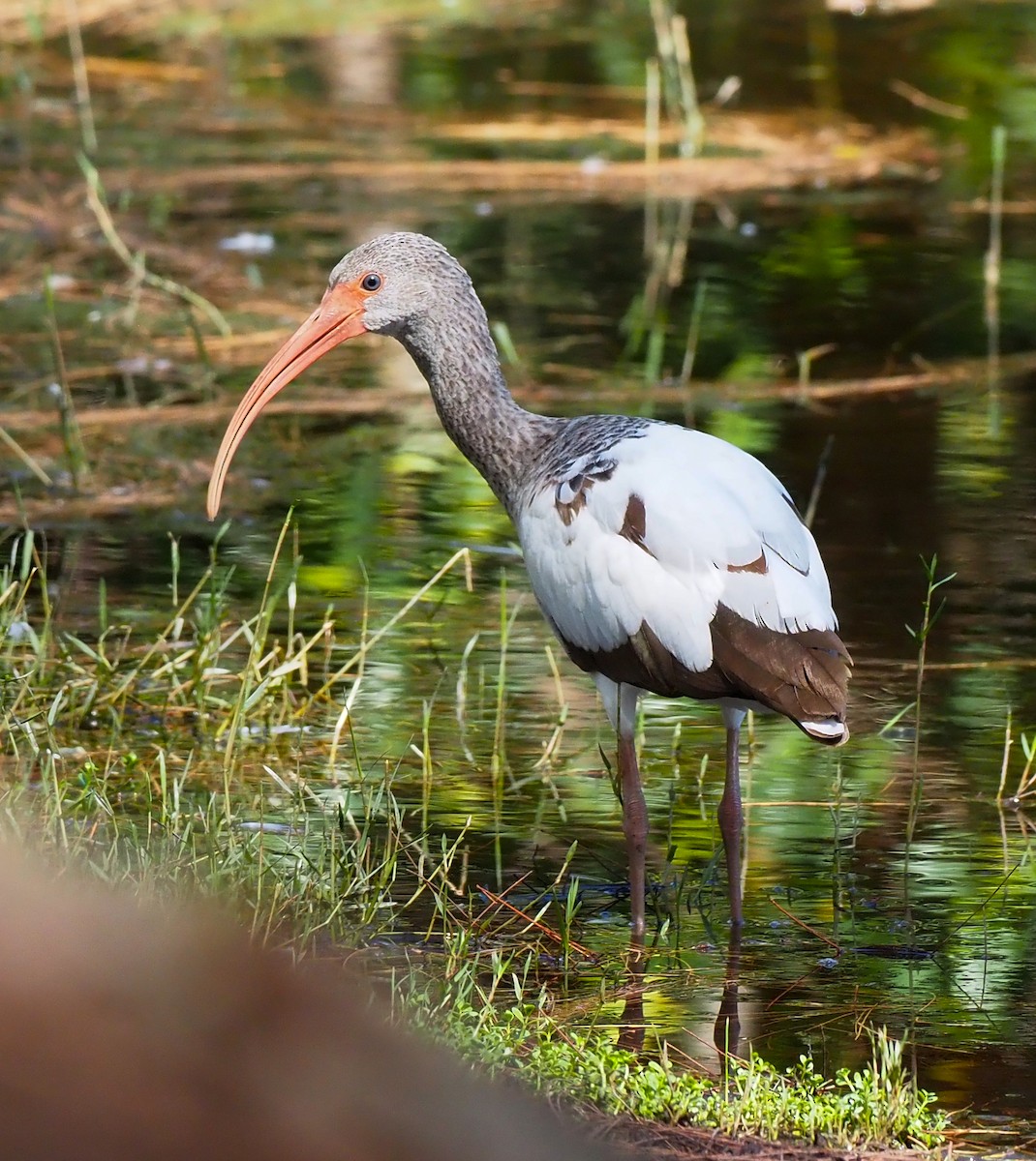 White Ibis - ML643119408