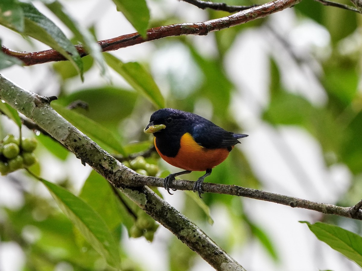 Rufous-bellied Euphonia - ML643119409
