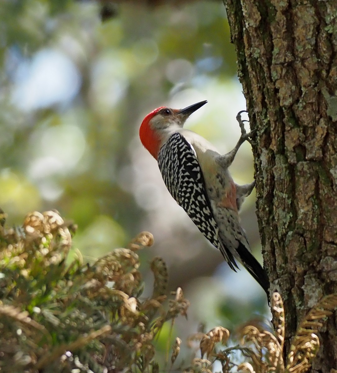 Red-bellied Woodpecker - ML643119421