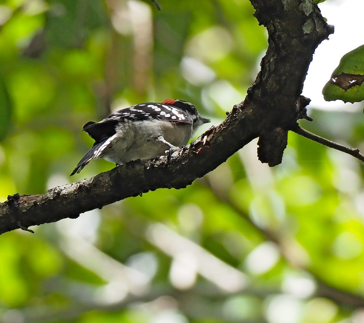 Downy Woodpecker - ML643119429
