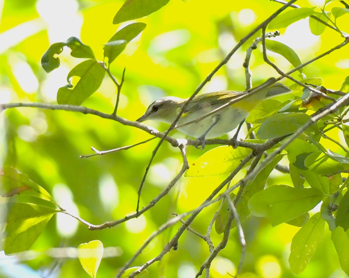 Red-eyed Vireo - ML643119438