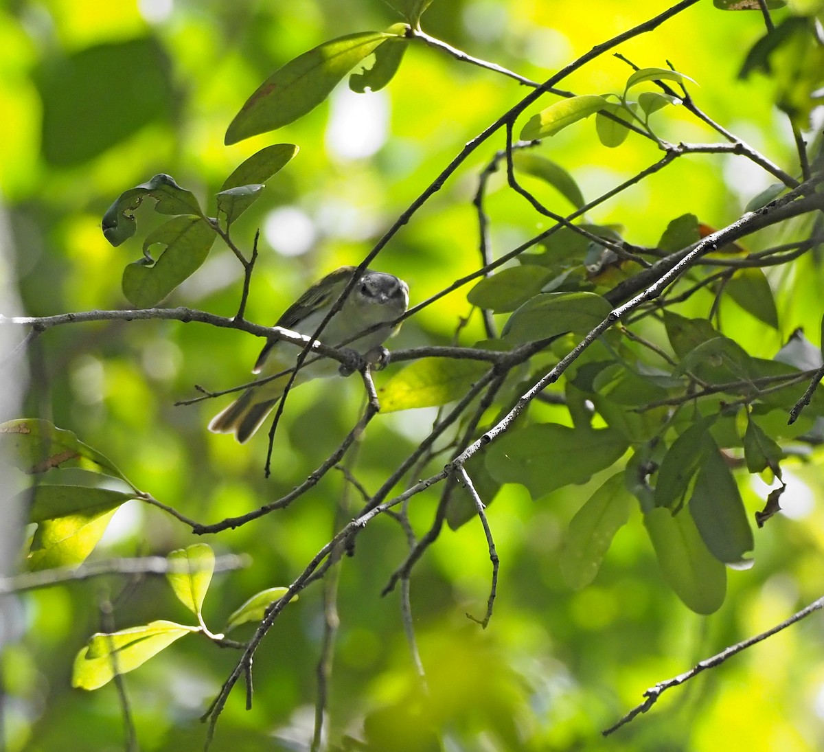 Red-eyed Vireo - ML643119439