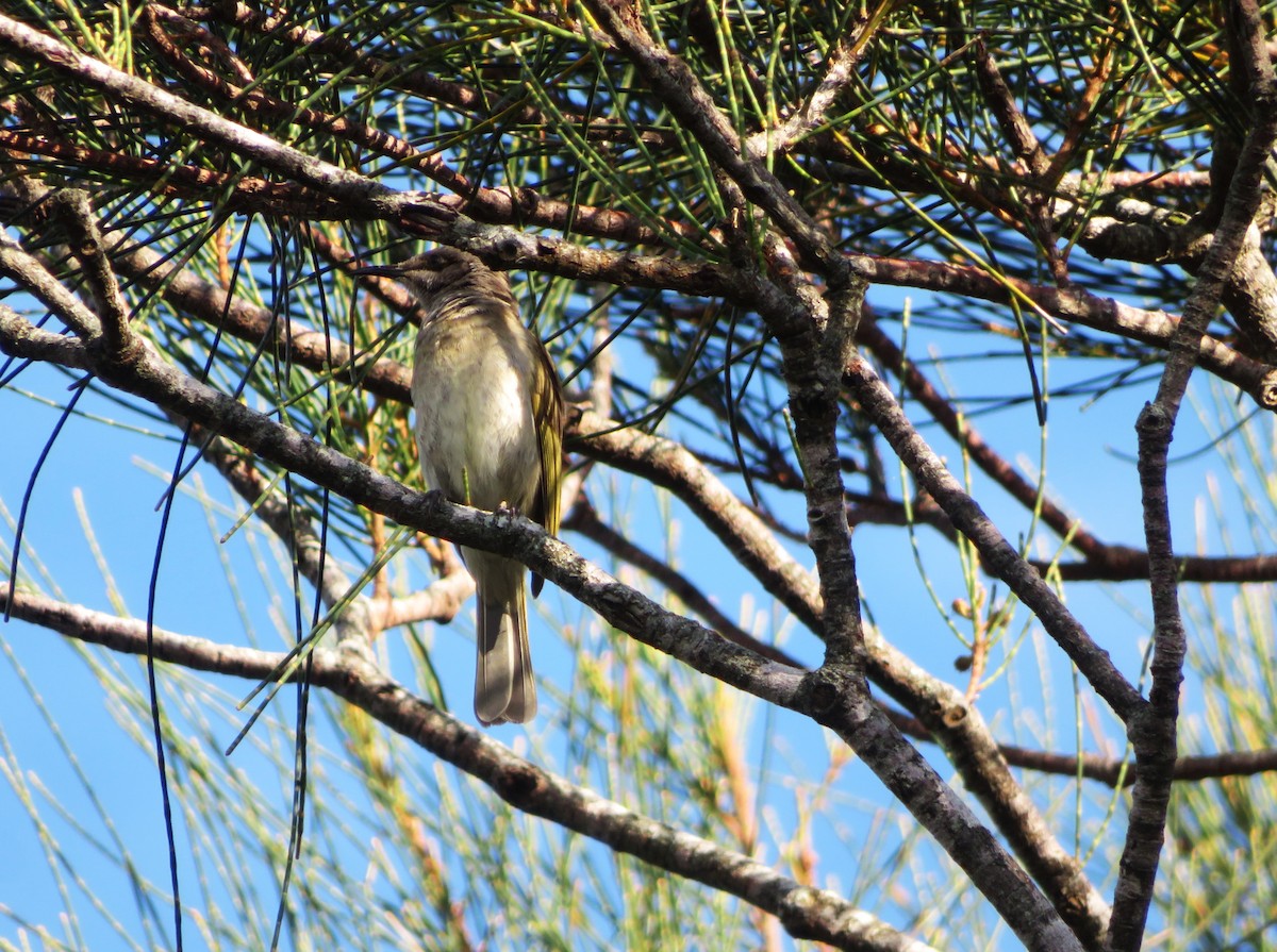 Brown Honeyeater - ML643119442