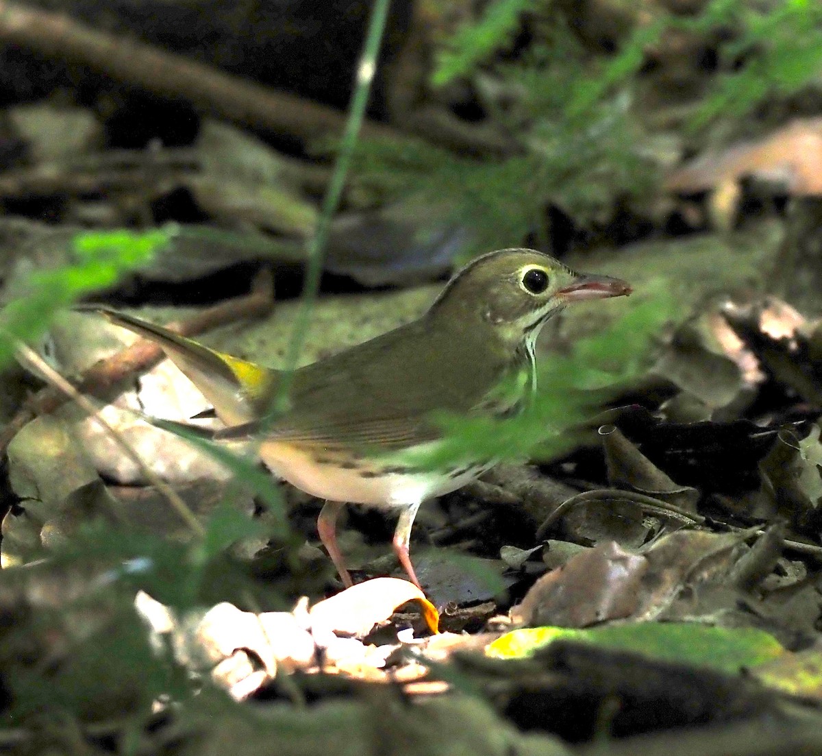 Ovenbird - ML643119446