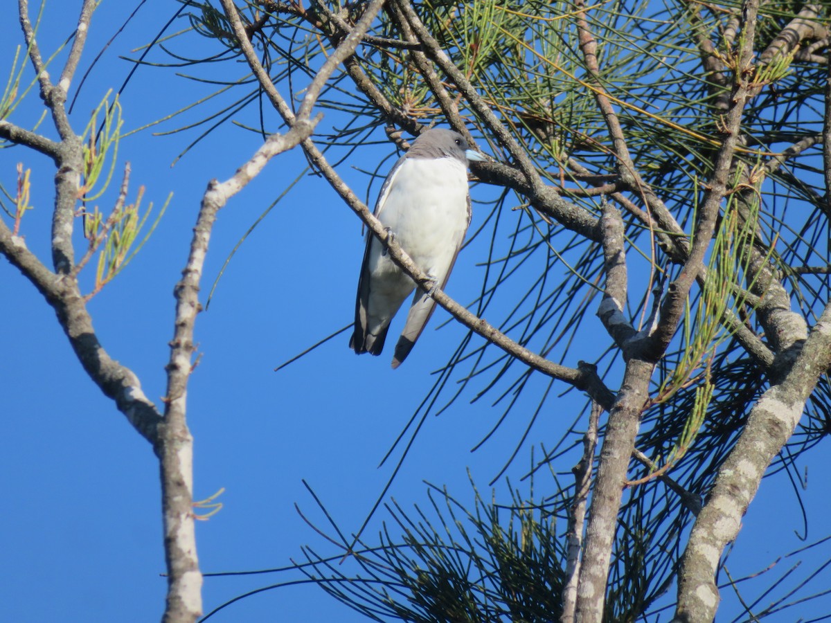 White-breasted Woodswallow - ML643119467