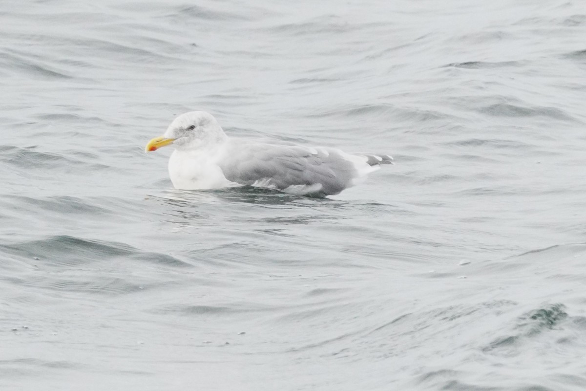 Glaucous-winged Gull - ML643119480