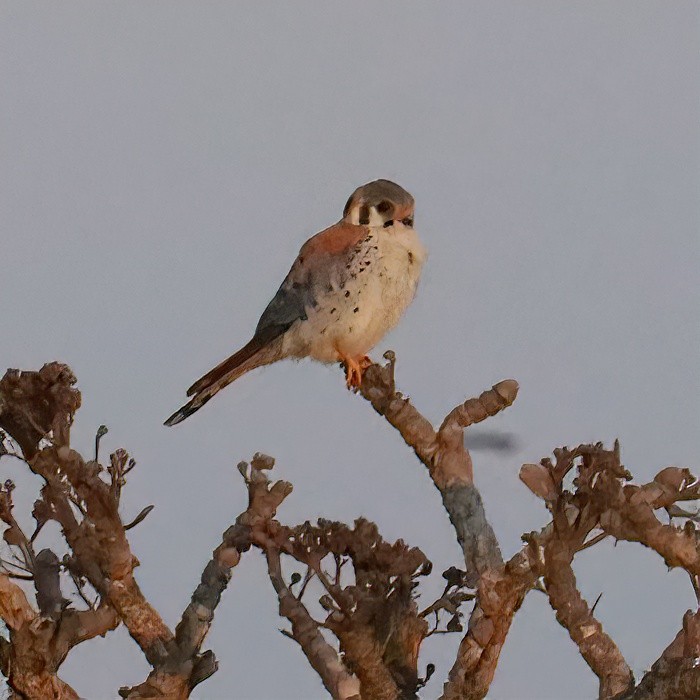 American Kestrel (South American) - ML643119484