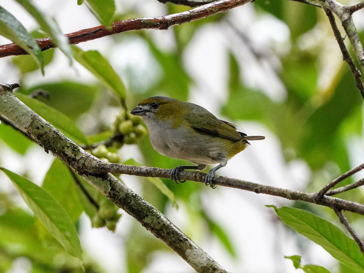 Golden-bellied Euphonia - ML643119493
