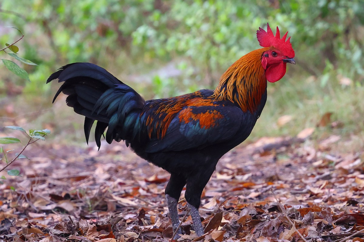 紅原雞 - ML643119497