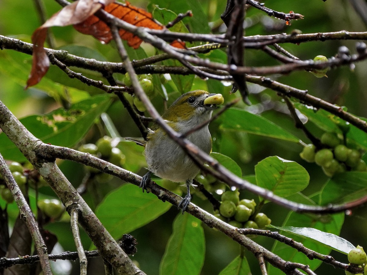 Golden-bellied Euphonia - ML643119499