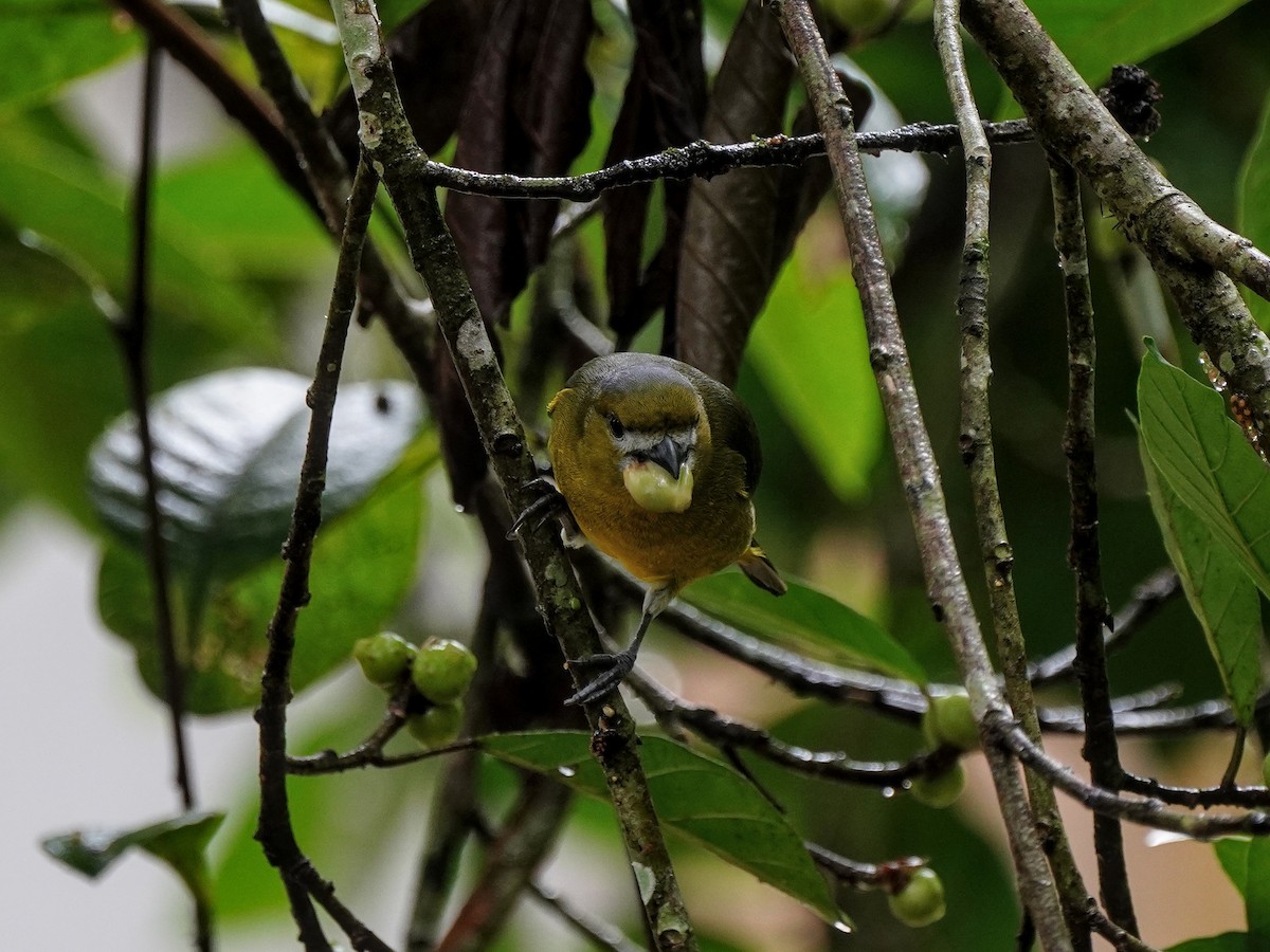 Golden-bellied Euphonia - ML643119502
