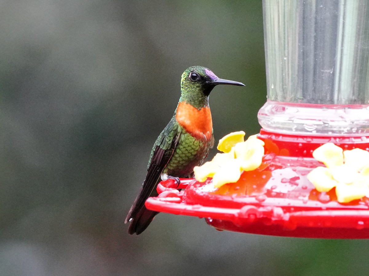 Gould's Jewelfront - ML643119521