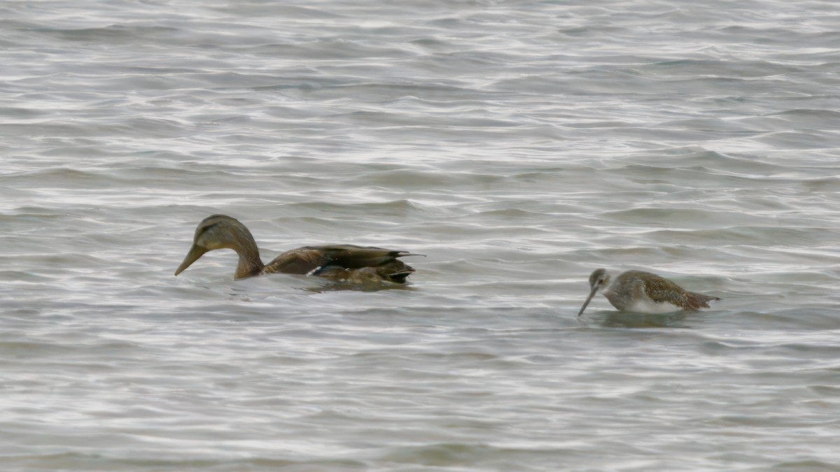 Greater Yellowlegs - ML643119533