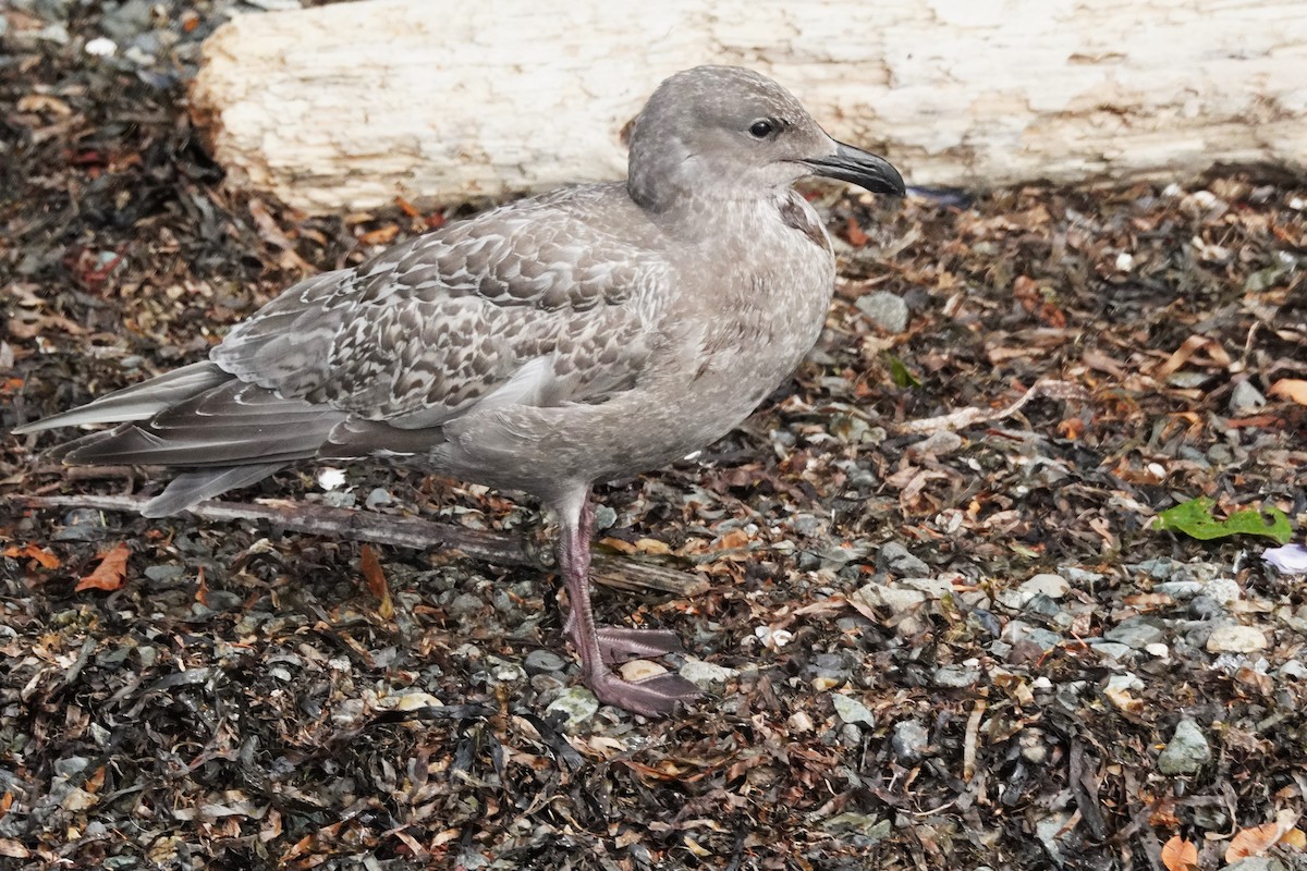 Glaucous-winged Gull - ML643119534