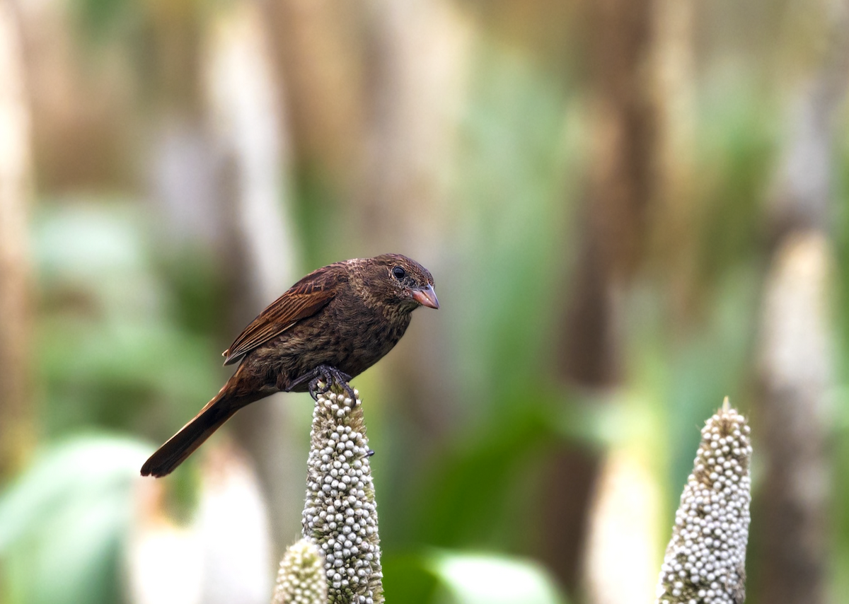 Crested Bunting - ML643119538