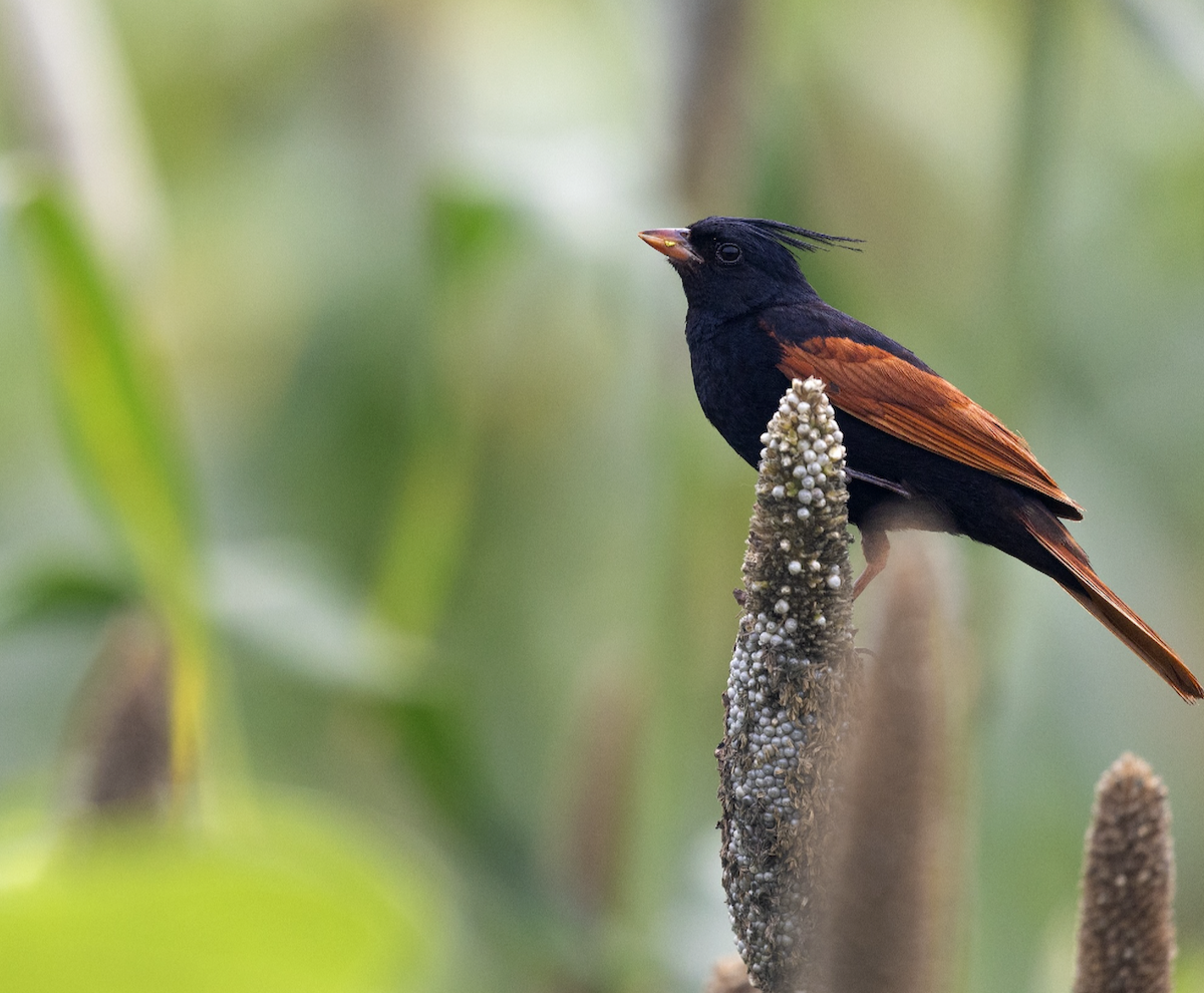 Crested Bunting - ML643119540