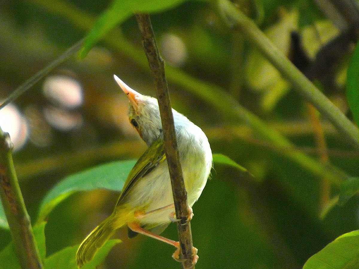 Dark-necked Tailorbird - ML643119547