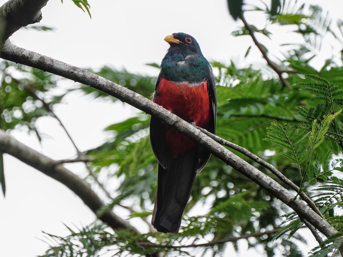 Black-tailed Trogon - ML643119551