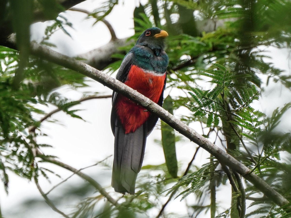 Black-tailed Trogon - ML643119552