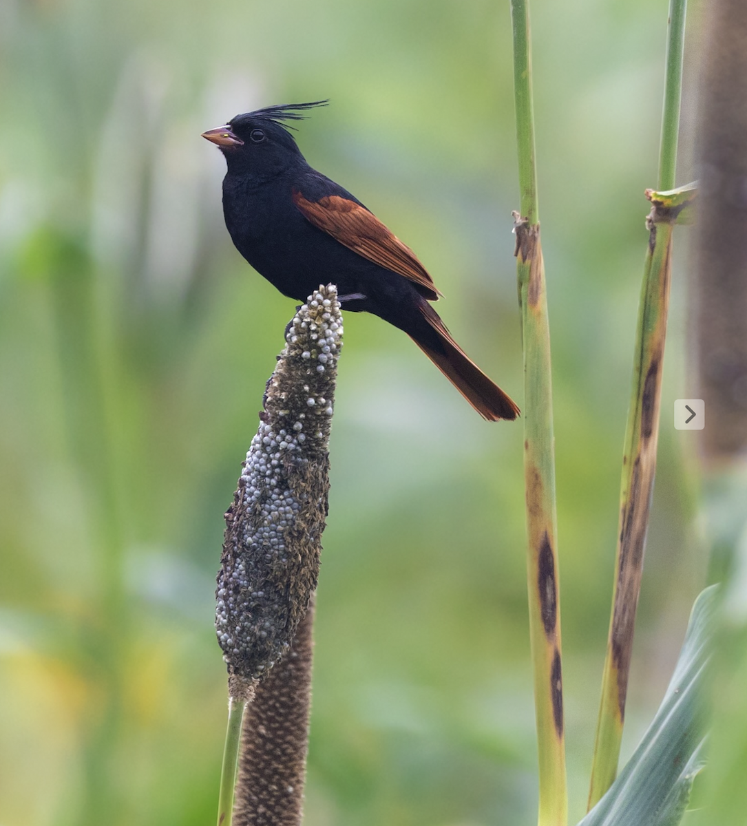 Crested Bunting - ML643119553