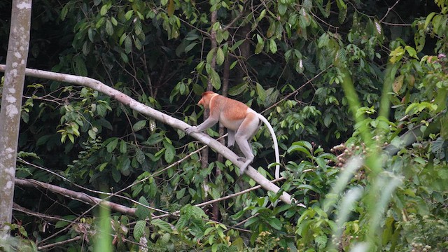 Animals - ML643119564