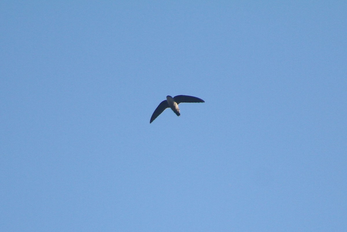 Vaux's Swift - ML643119565
